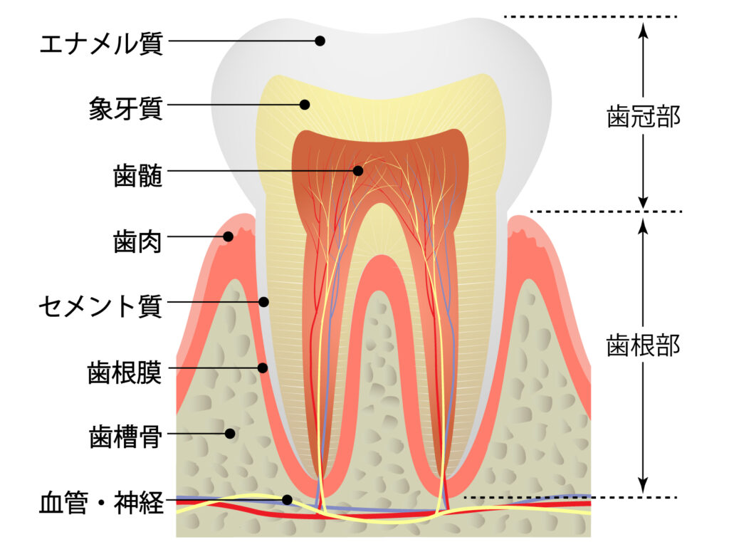 国立　歯医者　歯牙