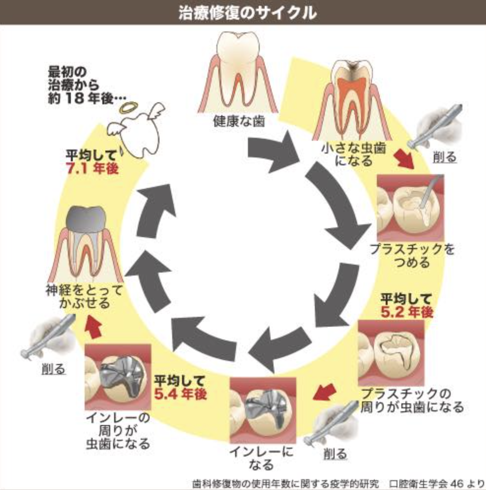 国立　歯医者　歯のサイクル