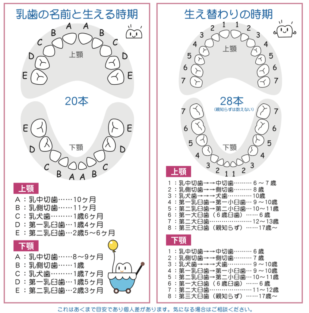 国立　歯医者　乳歯