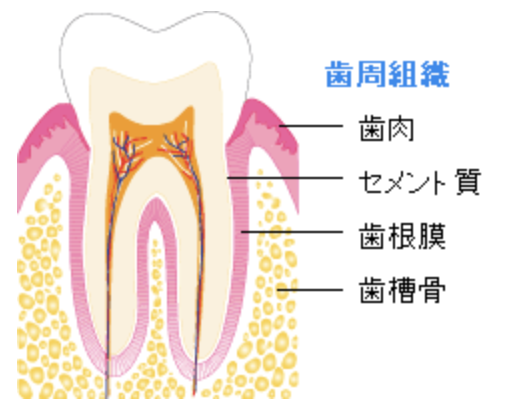 国立　歯医者　歯周組織