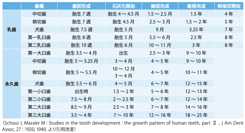 国立　歯医者　歯の発生