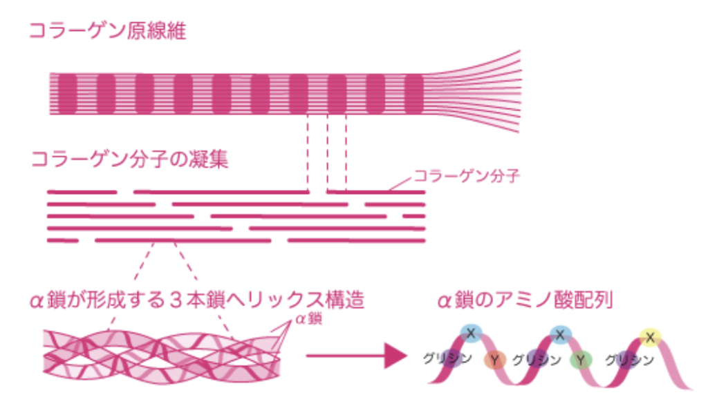 国立　歯医者　コラーゲン