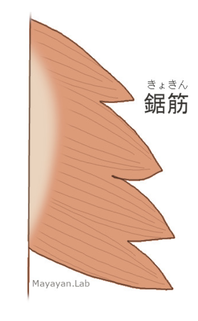 国立　歯医者　筋肉