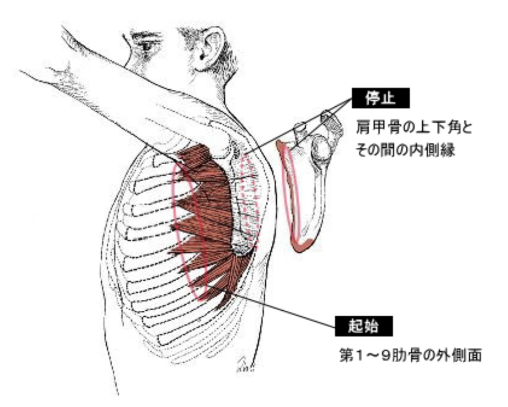 国立　歯医者　筋肉