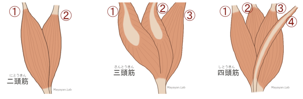 国立　歯医者　筋肉