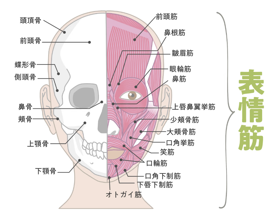 国立　歯医者　表情筋