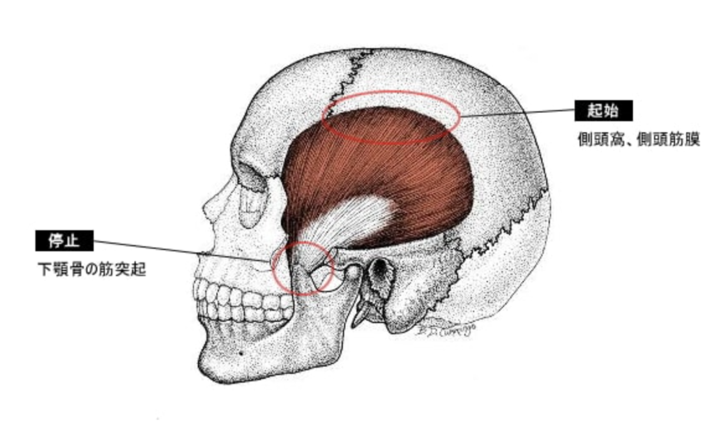 国立　歯医者　側頭筋