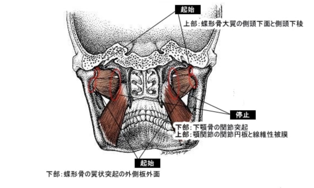 国立　歯医者　外側翼突筋