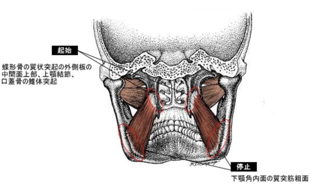 国立　歯医者　内側翼突筋