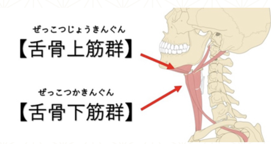 国立　歯医者　舌骨筋群