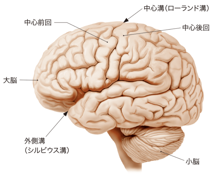 国立　歯医者　脳