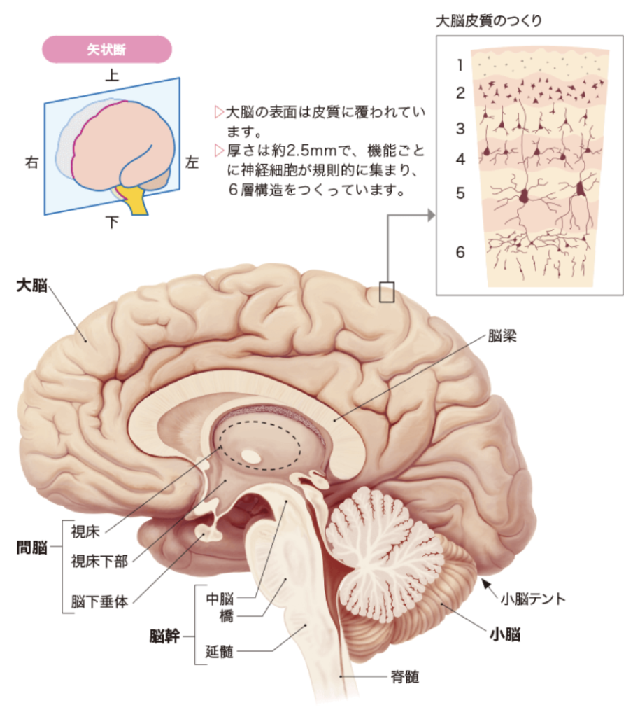 国立　歯医者　脳