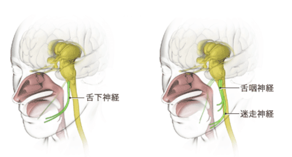 国立　歯医者　舌咽神経　迷走神経　舌下神経