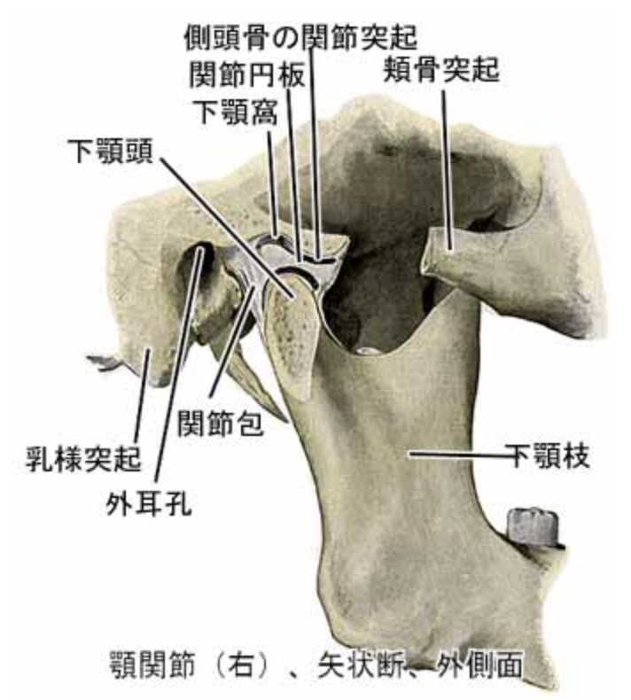 国立　歯医者　顎関節