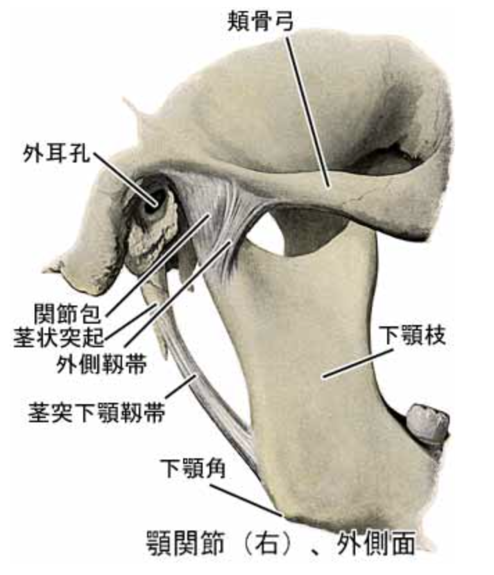 国立　歯医者　顎関節