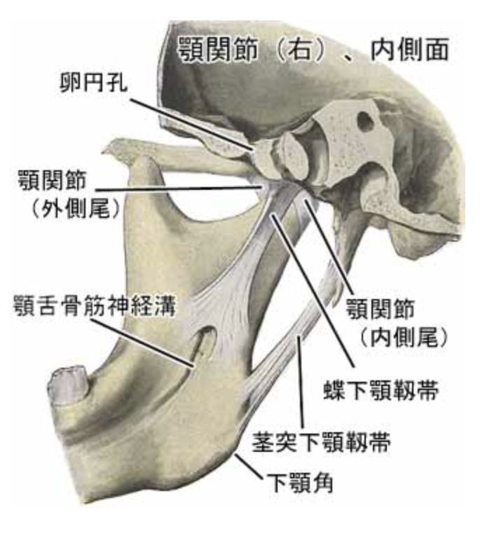 国立　歯医者　顎関節