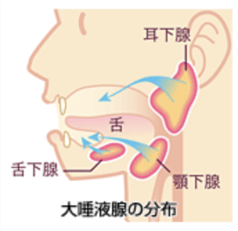 国立　歯医者　唾液腺