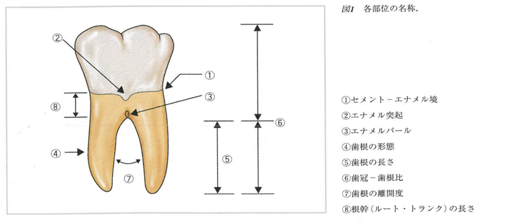 国立　歯医者　根分岐部