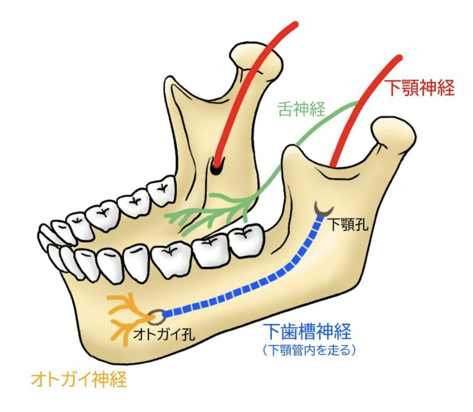 ブログ | 国立みんなの歯医者・矯正歯科・小児歯科・歯科口腔外科