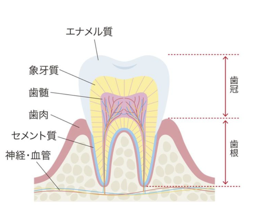 国立　歯医者　歯