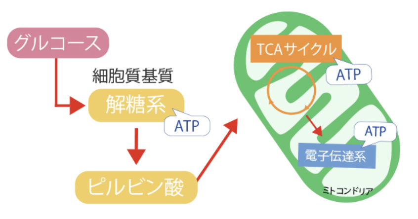 国立　歯医者　ATP