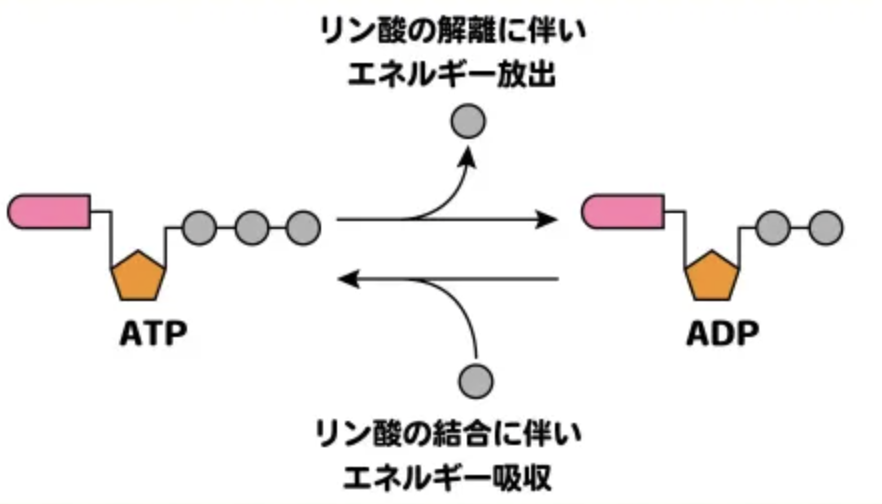 国立　歯医者　ATP