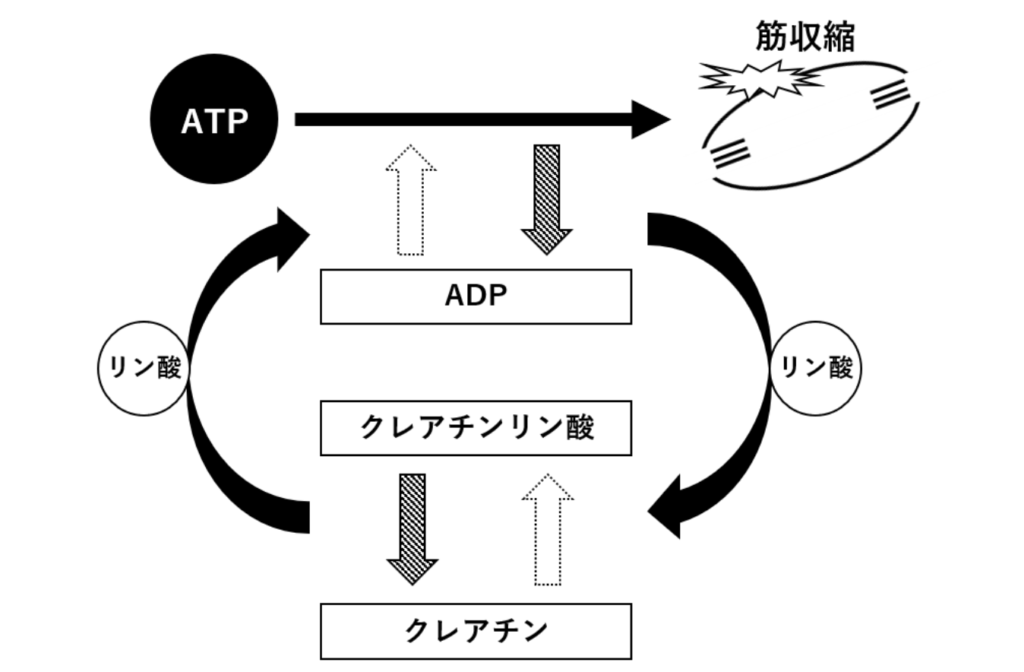 国立　歯医者　ATP