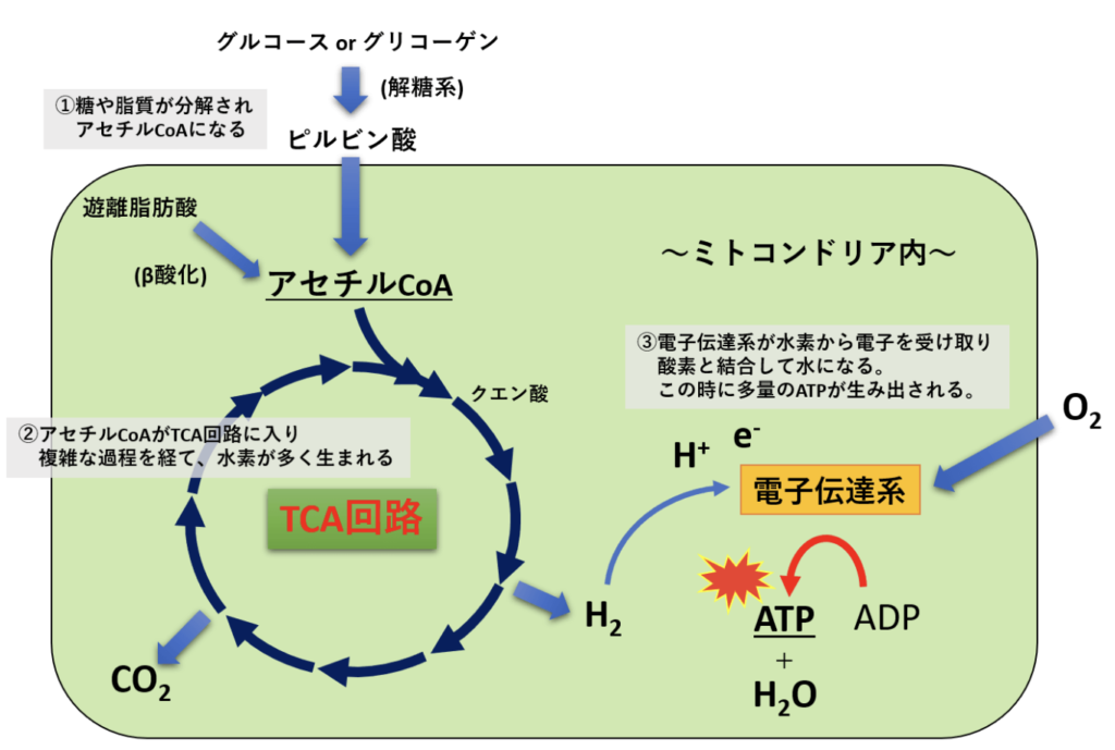 国立　歯医者　ATP