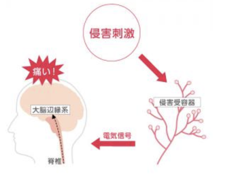 国立　歯医者　侵害受容器