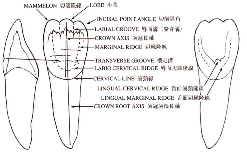 国立　歯医者　歯牙形態
