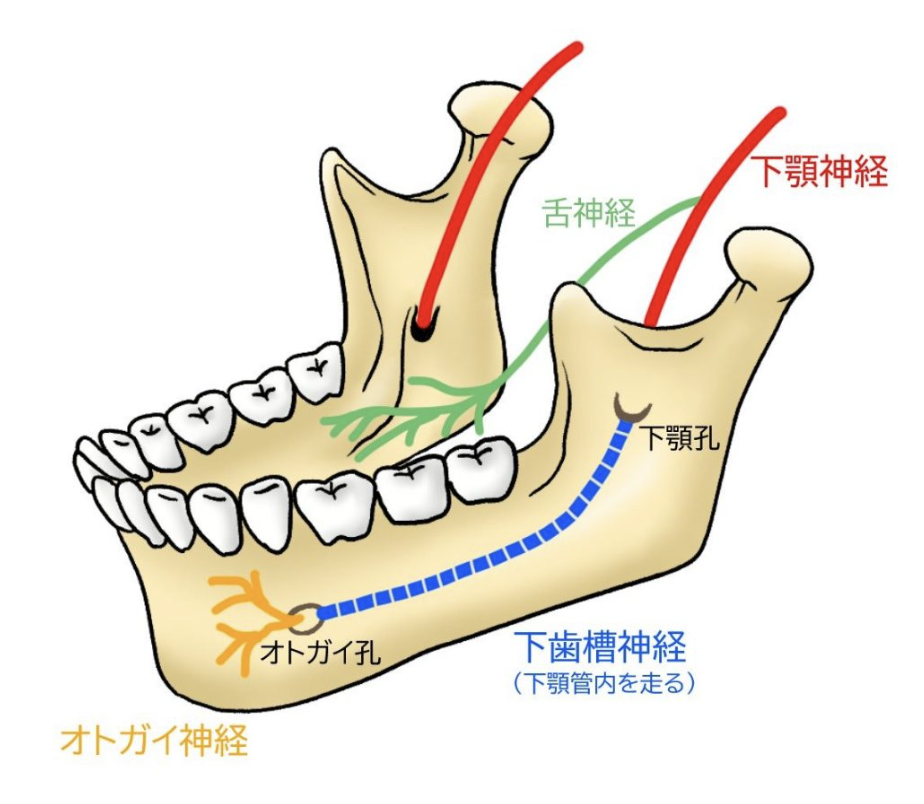 国立　歯医者　口腔外科