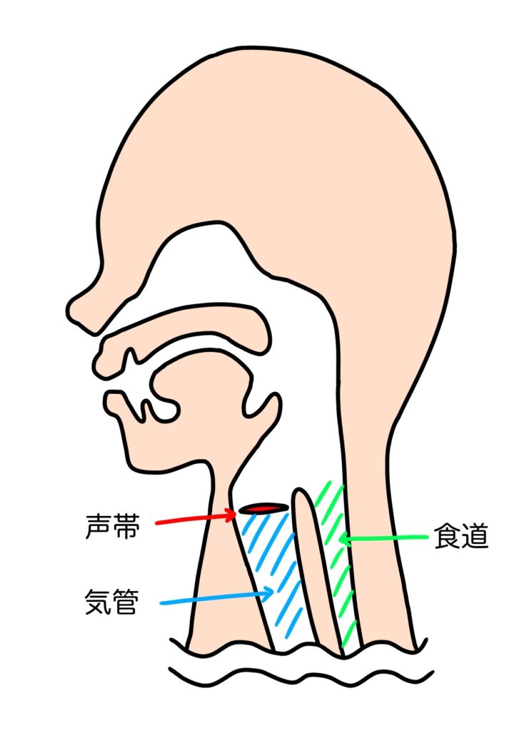 国立　歯医者　気道異物除去法