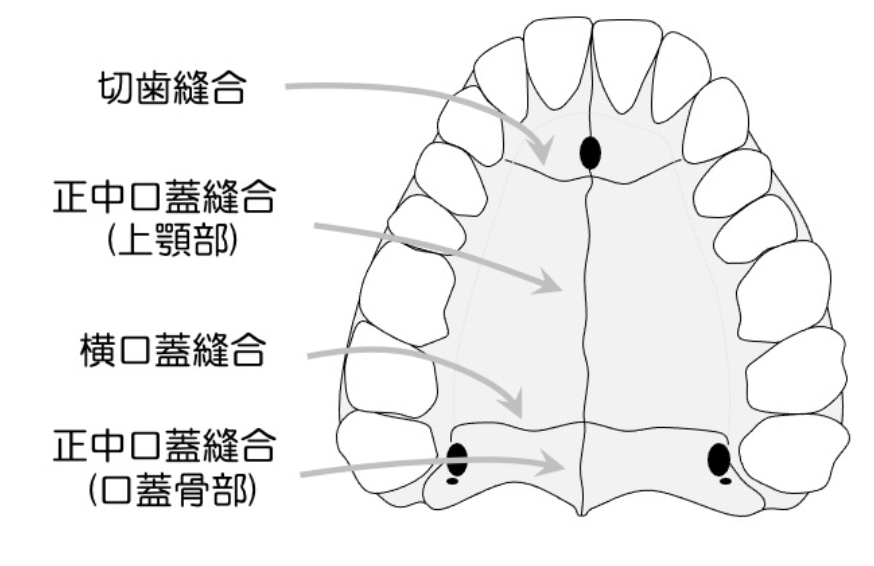 国立　歯医者　成長