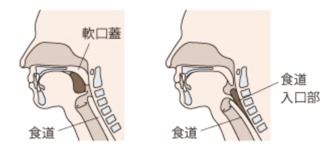 国立　歯医者　摂食・嚥下