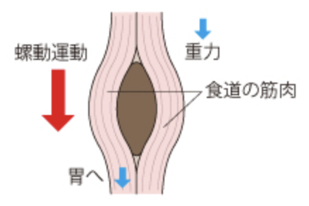 国立　歯医者　摂食・嚥下