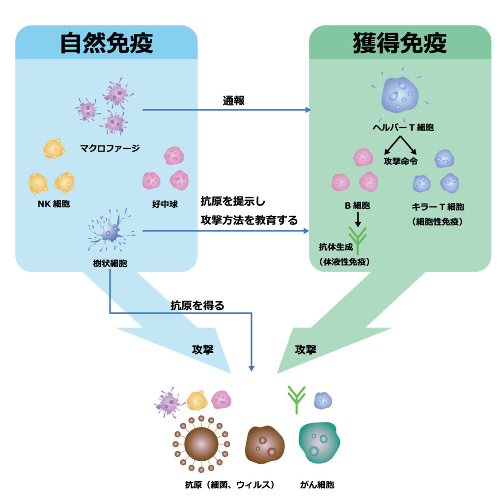 国立　歯医者　免疫