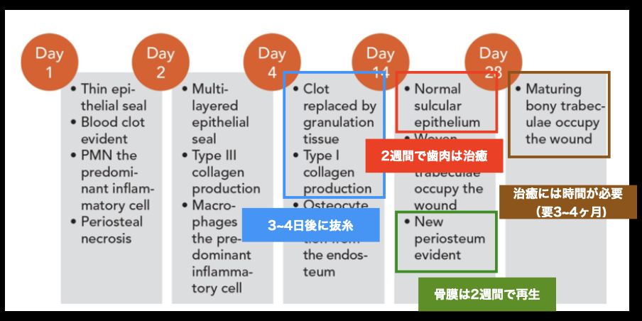 国立　歯医者　外科的歯内療法