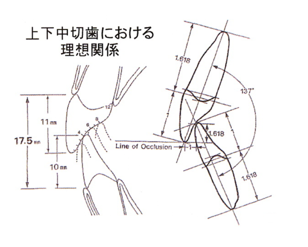 国立　歯医者　咬合