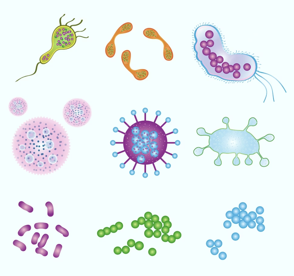 国立　歯医者　微生物